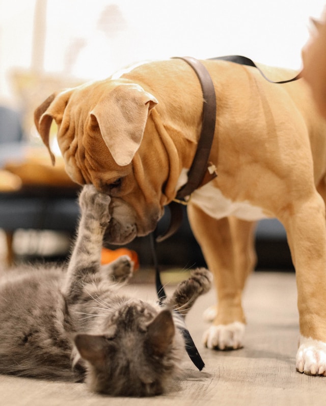 Urgent Care Animal Hospital in North Hollywood, Studio City, Burbank, Sherman Oaks, Valley Village, Toluca Lake, and surrounding communities