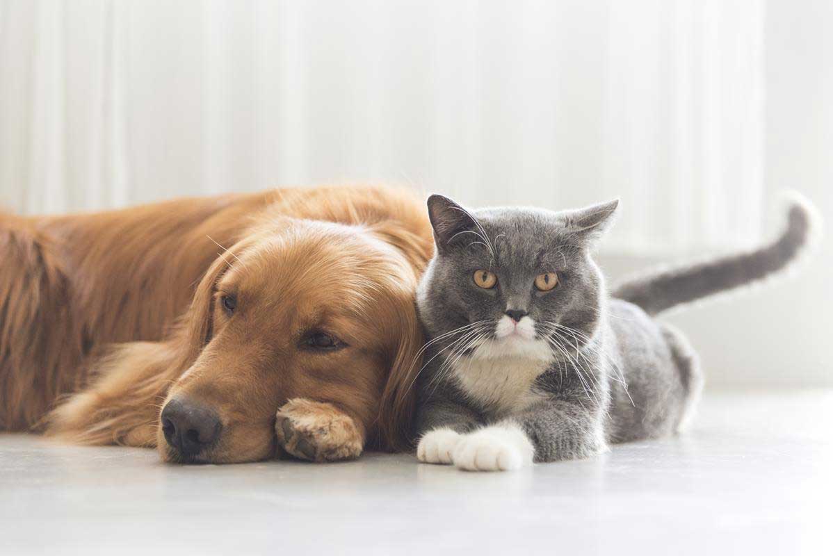 about our veterinary practice  North Hollywood, CA 