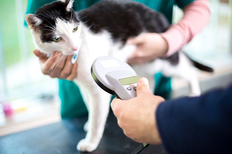 Microchipping  North Hollywood, CA 