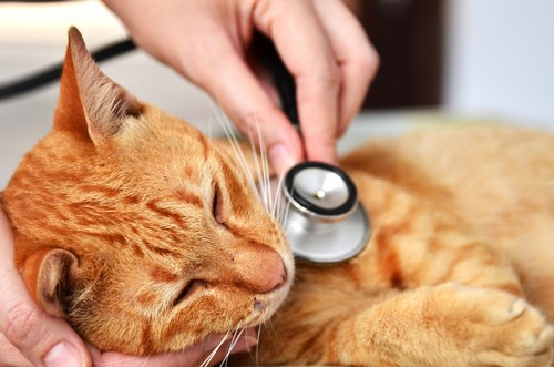 veterinary services  North Hollywood, CA 